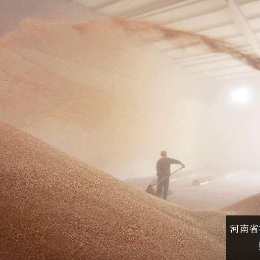 社旗县大量供，小麦
