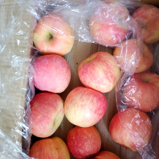 沂水县藤木苹果红富士苹果价格美丽一手货源全国各地发货