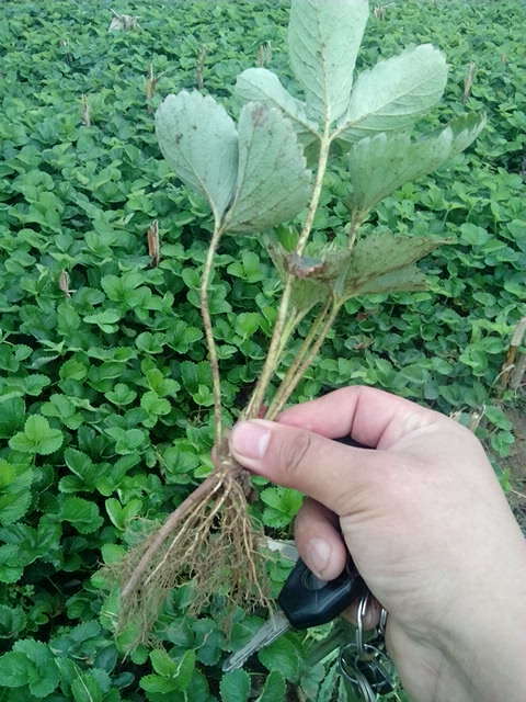 泰安甜查理草莓苗 地栽苗 10~20公分 