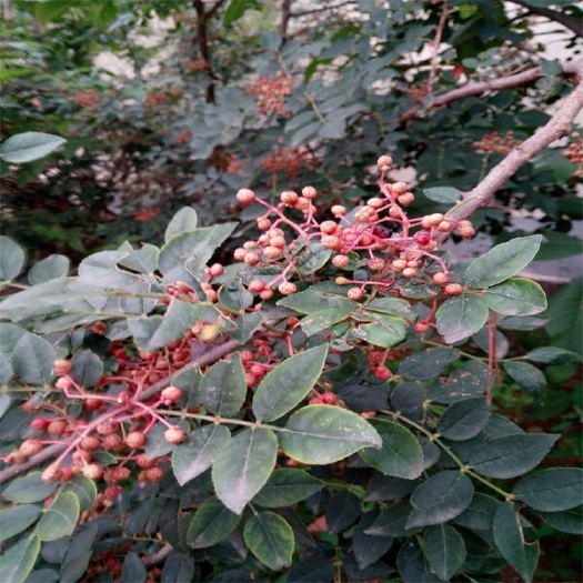 泰安小红袍 