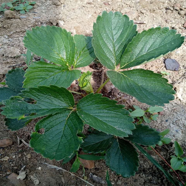 妙香草莓苗 地栽苗 10~20公分 