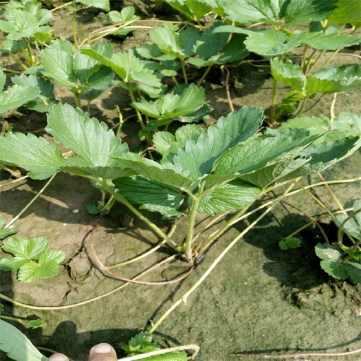 泰安全明星草莓苗 根系发达成活率好植株粗壮