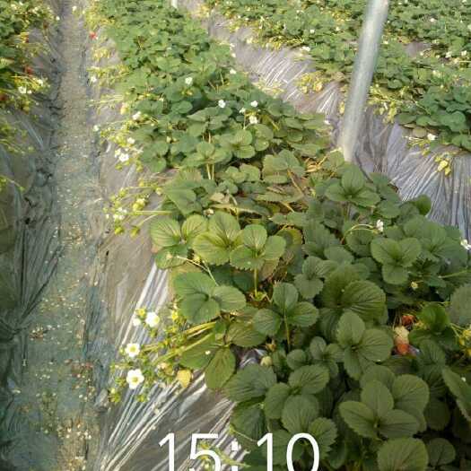 泰安奶油草莓苗 地栽苗 10~20公分 
