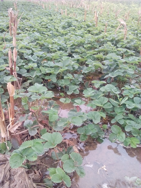 泰安99号草莓苗 地栽苗 20~30公分