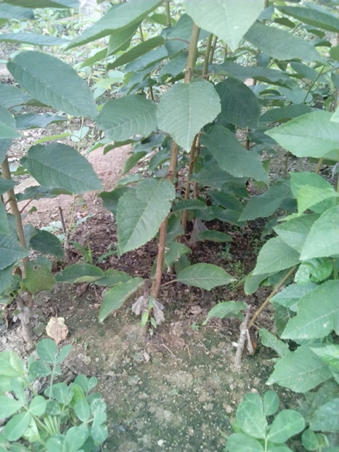 泰安红灯樱桃苗 