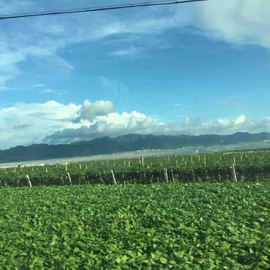 霞浦县 霞浦县长春巨峰葡萄