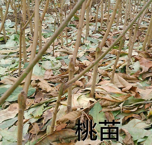  锦绣黄桃树苗