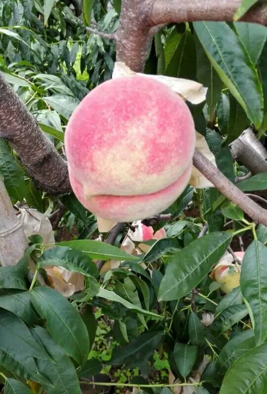 泰安春艳桃树苗 1~1.5米