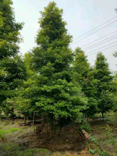 小叶桢楠  小叶贞楠 专业基地 全国发货 协助找车