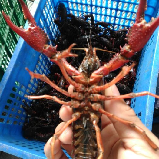 潜江市 精养深水小龙虾
