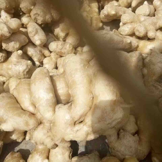 沂水县生姜，黄姜，面姜，老姜，产地供应