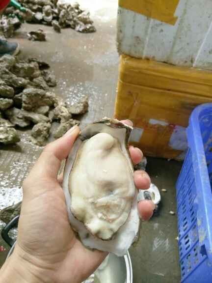 广州湛江牡蛎