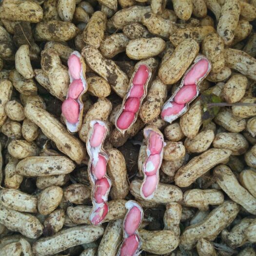 徐州四粒红花生 鲜货 带壳花生