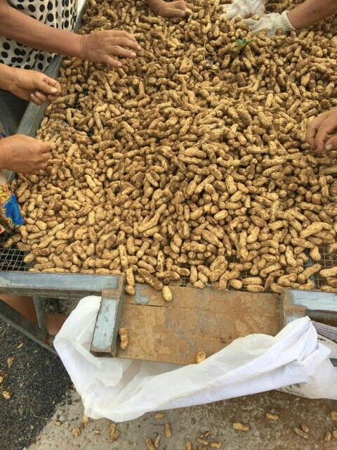 徐州四粒红花生 鲜货 带壳花生 