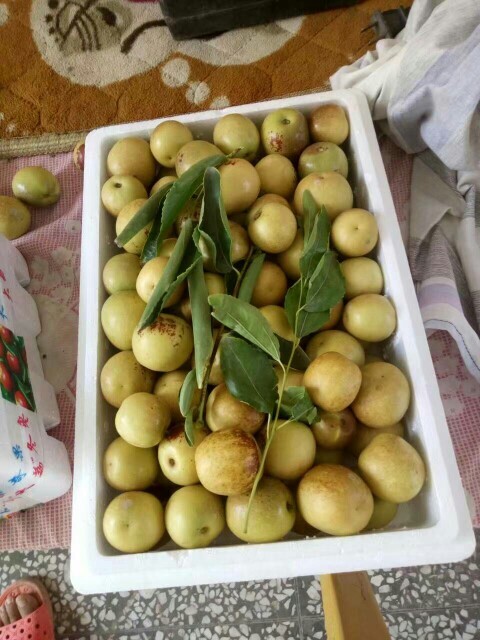 大荔县鲜枣冬枣
