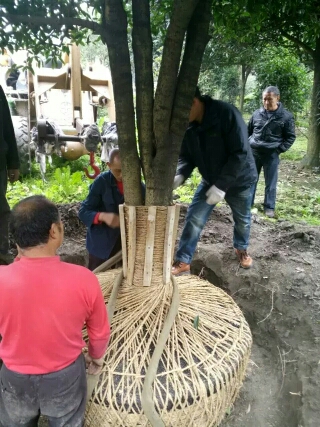 八月桂  桂花