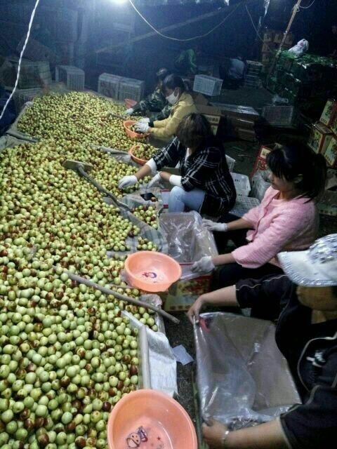 滨州沾化冬枣