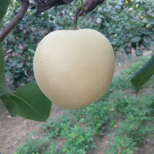 冠县皇冠梨