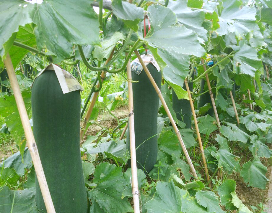 子弹头黑皮冬瓜 吊冬瓜 10~20斤