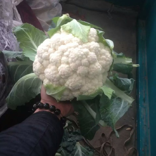 邯郸白花菜花 紧密 1斤以下
