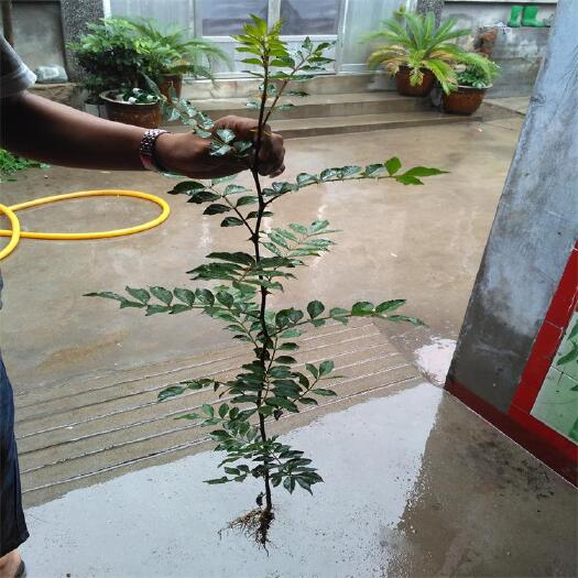 泰安大红袍花椒苗 花椒苗