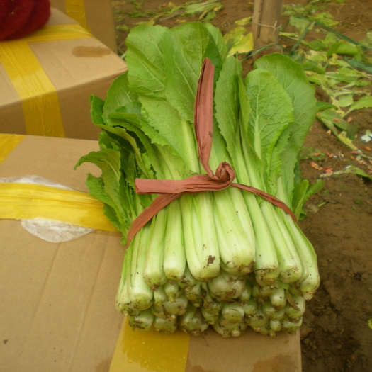 速生小白菜 25~30cm