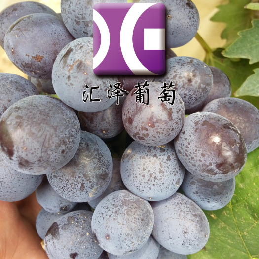 平度市玫瑰香 葡萄苗苗 提供技术