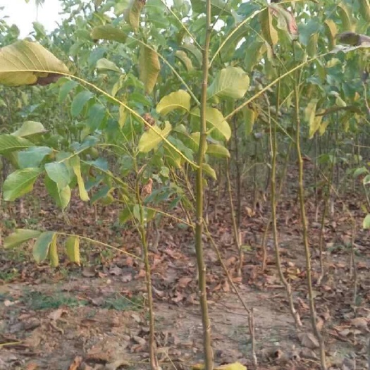 泰安薄皮核桃苗