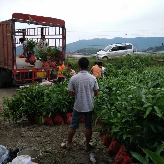 灵山县台农一号芒果苗