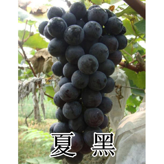 平度市夏黑葡萄苗