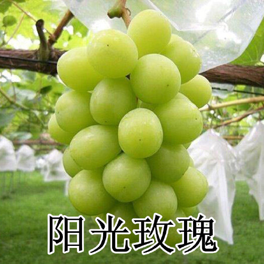 平度市阳光玫瑰葡萄苗