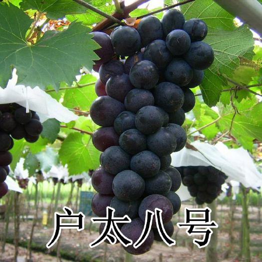 平度市户太八号葡萄苗