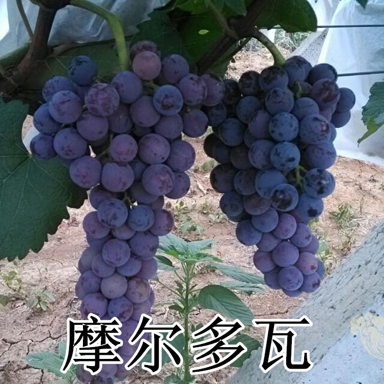 摩尔多瓦葡萄苗