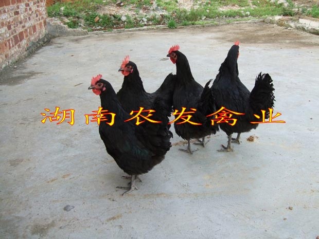衡南县黑凤鸡苗