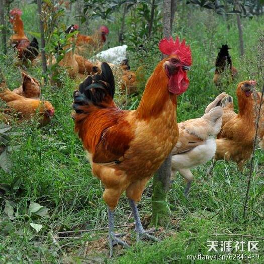 衡南县绿壳蛋鸡苗