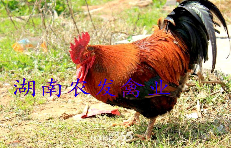 麻鸡苗 