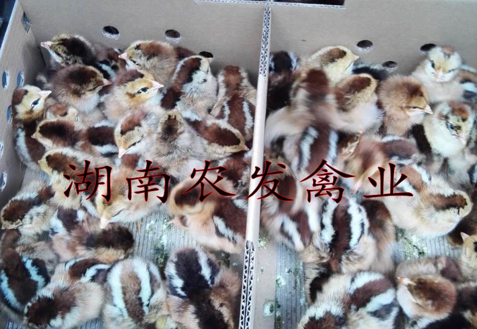 麻鸡苗 