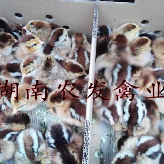 衡南县麻鸡苗 