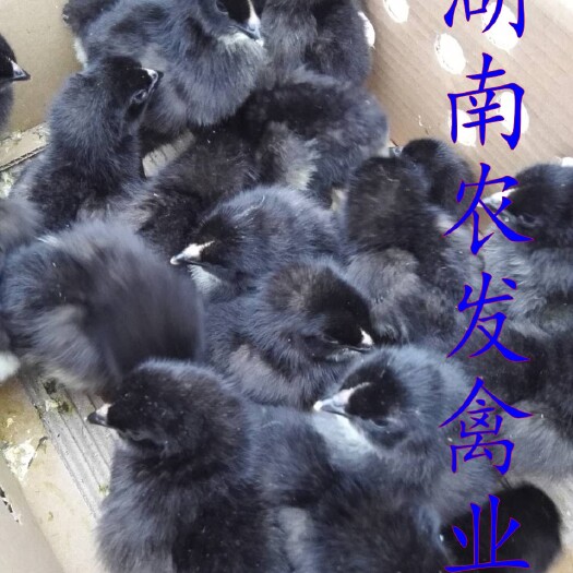 衡南县黑鸡苗