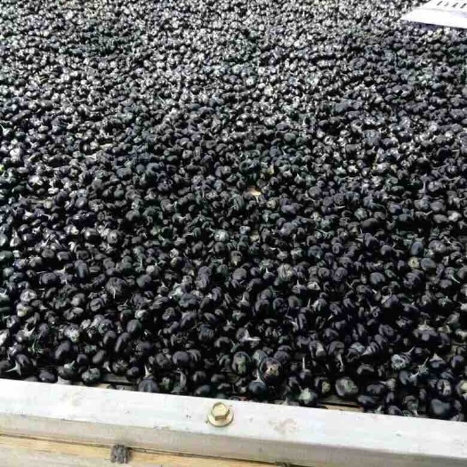 枣庄青海枸杞 合格品