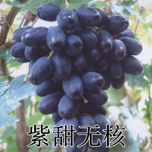 平度市紫甜无核葡萄苗