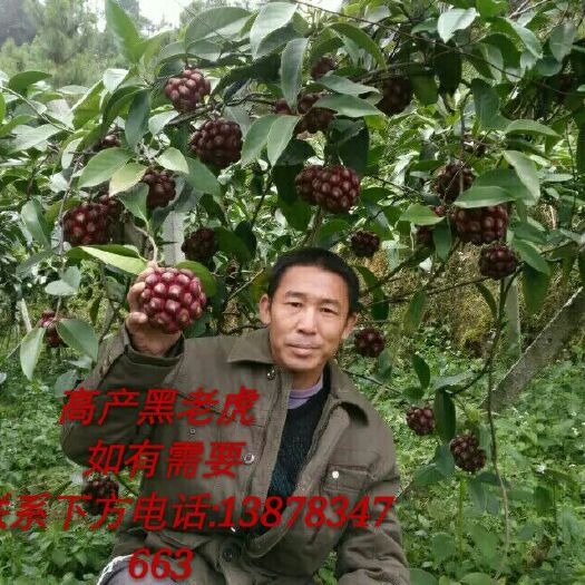 全州县粉红 900g以上 