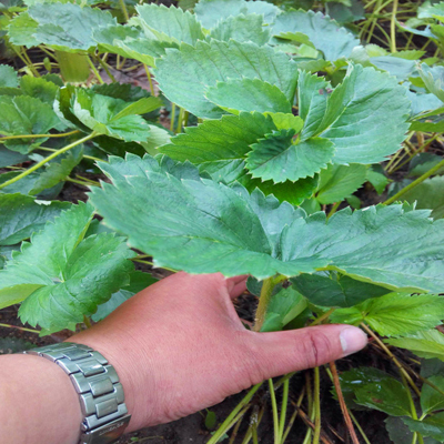 泰安甜查理草莓苗 地栽苗 20~30公分 