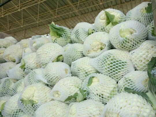 邯郸白花菜花 1~2斤 紧密