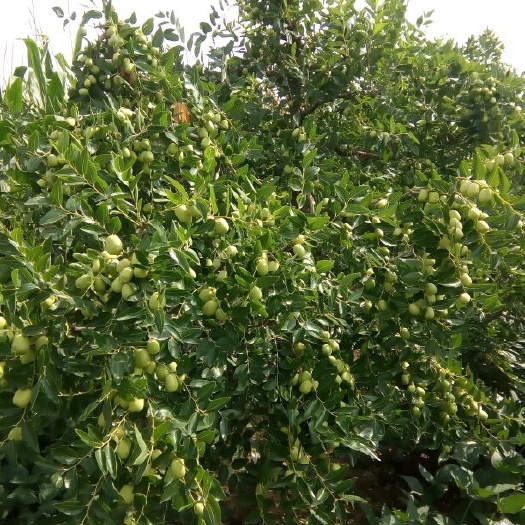  产自于宁夏中宁县枣园的鲜枣脆枣水果红枣口感好特别甜