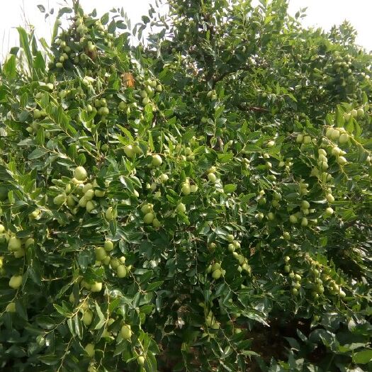中宁县 产自于宁夏中宁县枣园的鲜枣脆枣水果红枣口感好特别甜