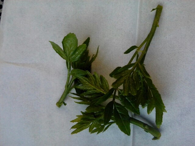 新泰市花椒叶 鲜花椒 一级 