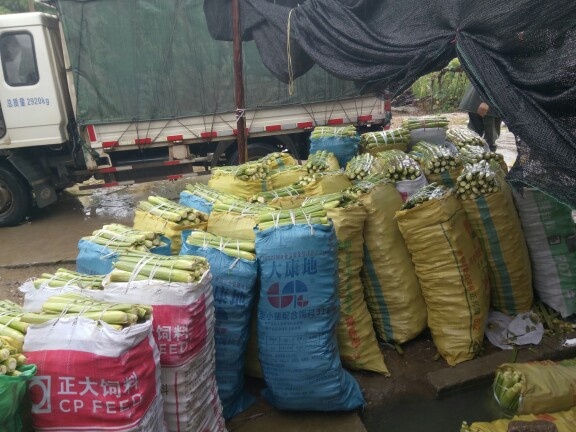 全年大量供应优质单季和双季茭白苗，浙茭六号七号911茭白苗