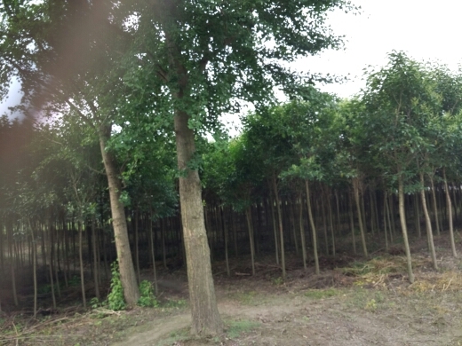 东台市银杏实生苗