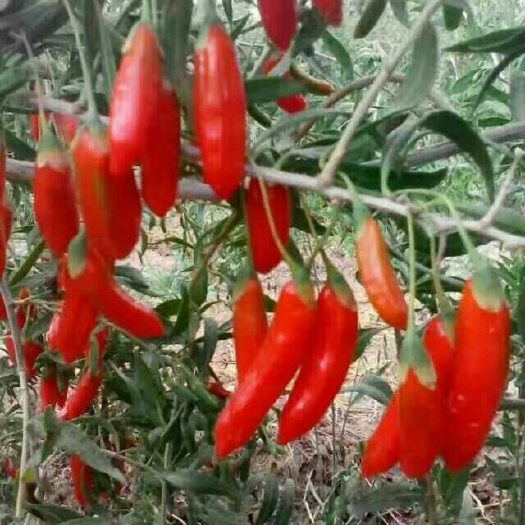 固原中宁枸杞 特优级 